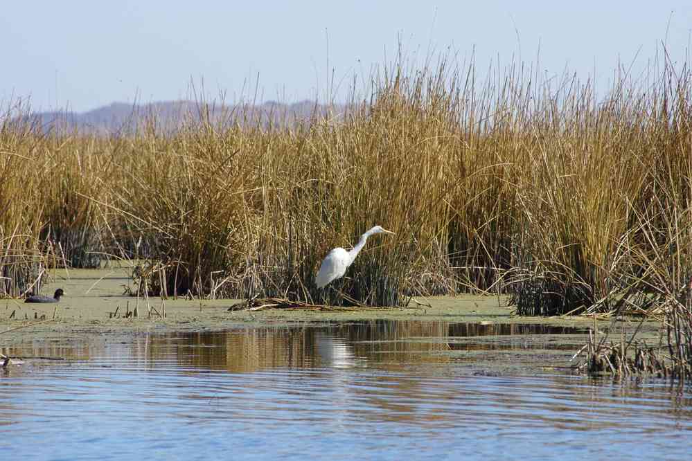 Lac Titicaca, sur une île flottante des Uros. Navigation aux alentours de l’île, le 7 août 2024