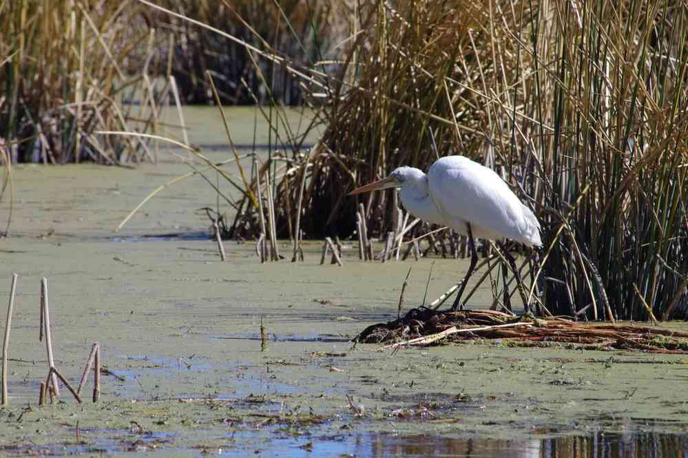Lac Titicaca, sur une île flottante des Uros. Navigation aux alentours de l’île, le 7 août 2024