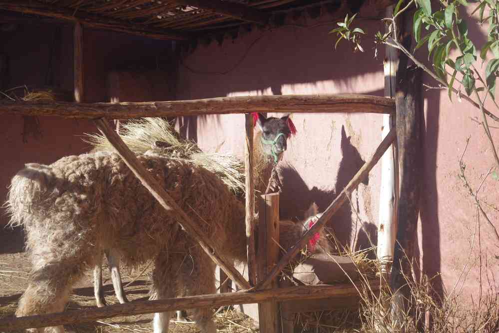 Nuit chez l’habitant à Tauca (au-dessus du lac de Piuray), le 10 août 2024