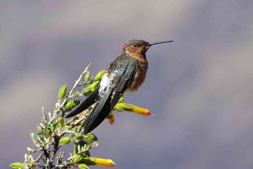 Visite du site archéologique de Pisac. (je n’ai pas l’appli pour en déterminer l’espèce), le 13 août 2024