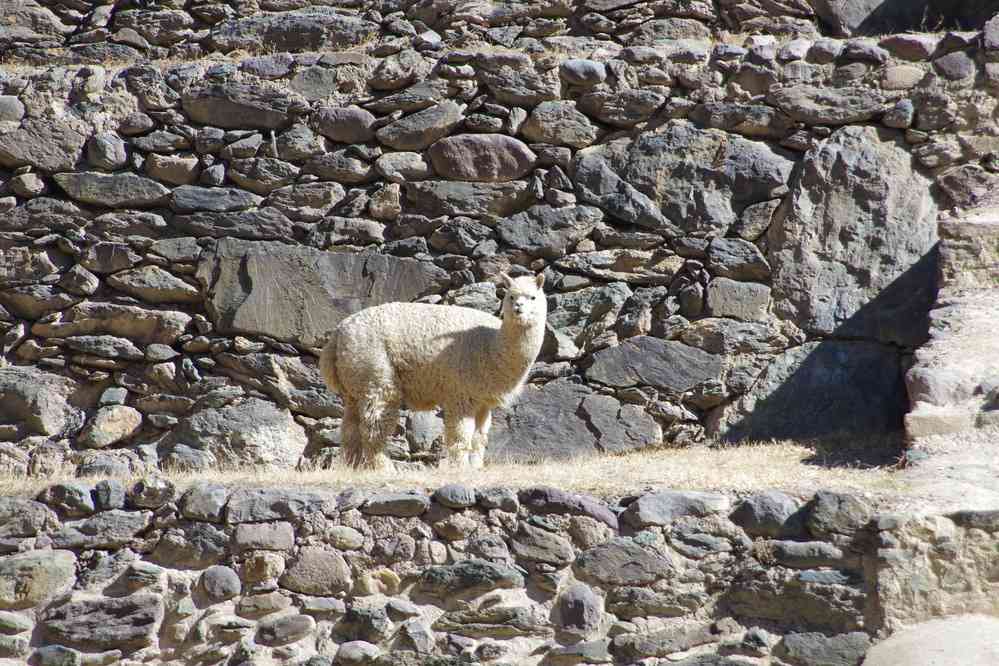 Visite du site archéologique d’Ollantaytambo. Alpaga, le 15 août 2024