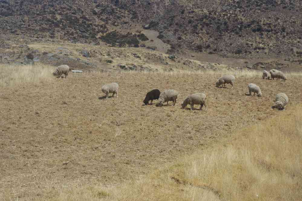 Environs de Huaraz ; randonnée en cordillère Noire. Troupeau de moutons près du lac Wilcacocha où nous nous rendons. Il y a peu d’alpagas et de lamas dans la région, le 17 août 2024