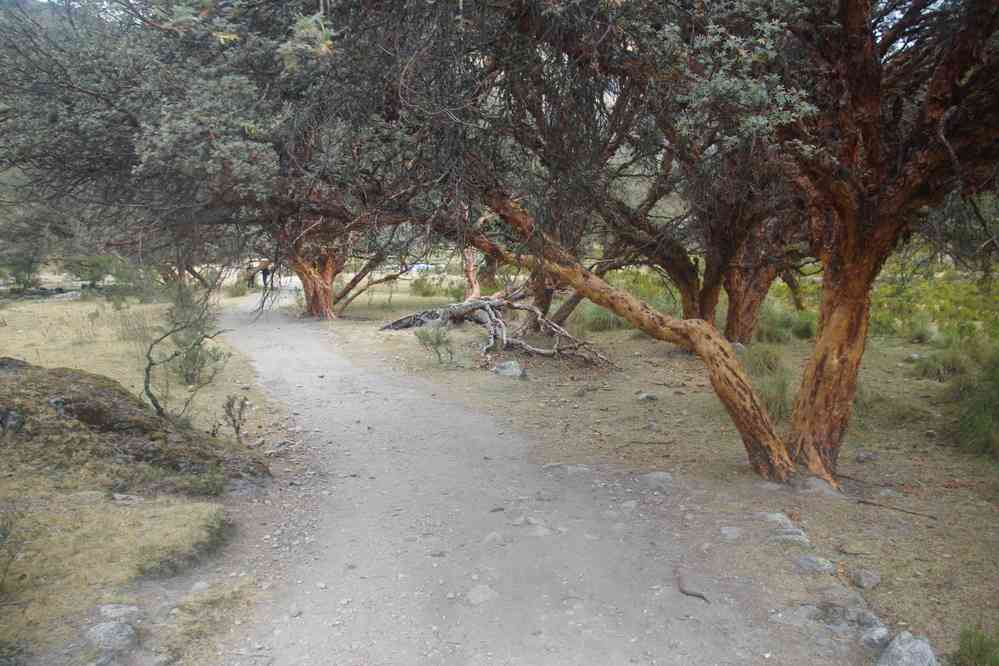 Descente depuis la laguna 69. Arbres endémiques (Polylepis rugulosa) (ou queñua), le 20 août 2024