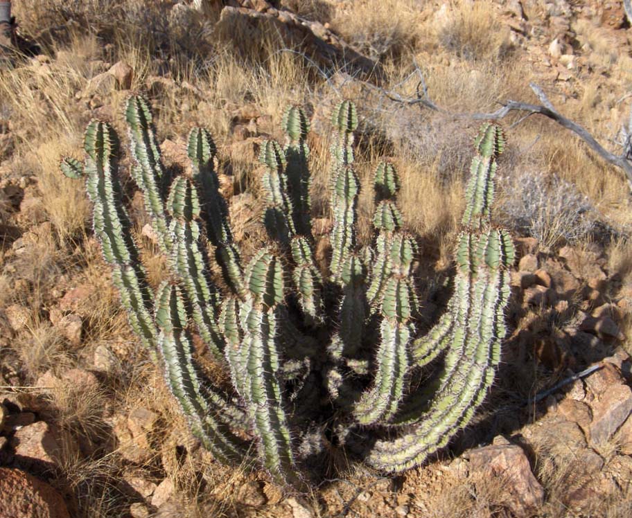 Cactus dans le massif de Spitzkoppe, le 28 décembre 2006