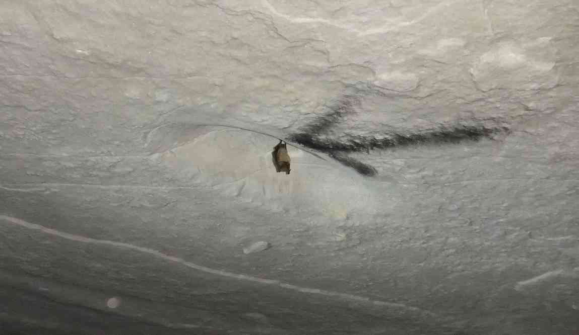 Chauve-souris dans les carrières de Nemours, le 4 mai 2013