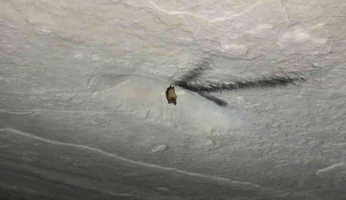 Chauve-souris dans les carrières de Nemours, le 4 mai 2013