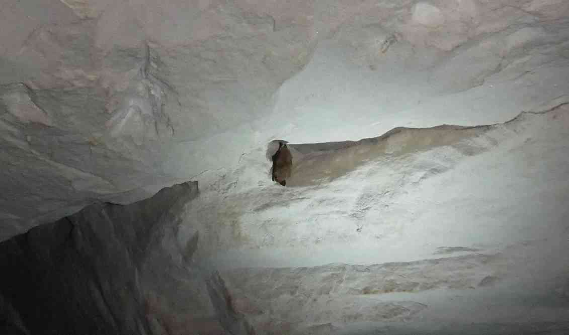 Chauve-souris dans les carrières de Nemours, le 4 mai 2013