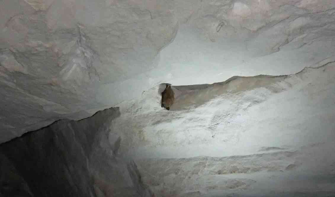 Chauve-souris dans les carrières de Nemours, le 4 mai 2013