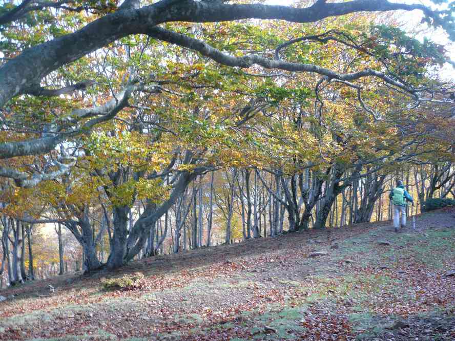 Couleurs automnales. Le dimanche 30 octobre 2011