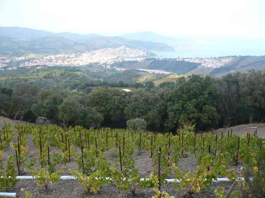 Banyuls. Le lundi 31 octobre 2011