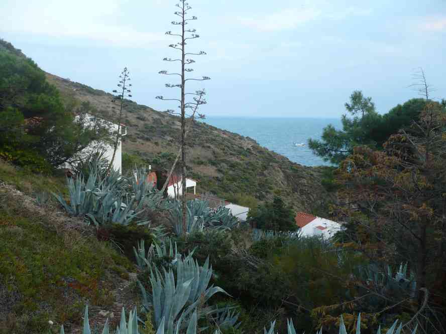 Fleur d’agave. Le lundi 31 octobre 2011