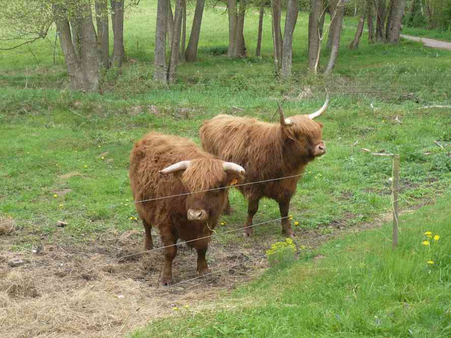 De bien étranges animaux (Wingen-sur-Moder). Le dimanche 24 avril 2011