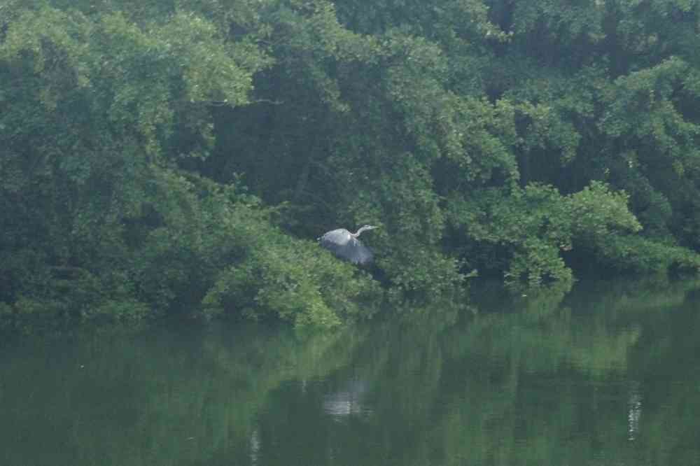 Randonnée le long de la Somme. Là j’ai fait ce que j’ai pu… (j’avais eu la flemme d’emporter mon zoom). Le dimanche 14 septembre 2025