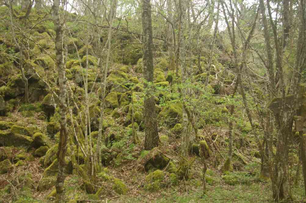 Cheire du puy de Côme. Le mercredi 8 mai 2013