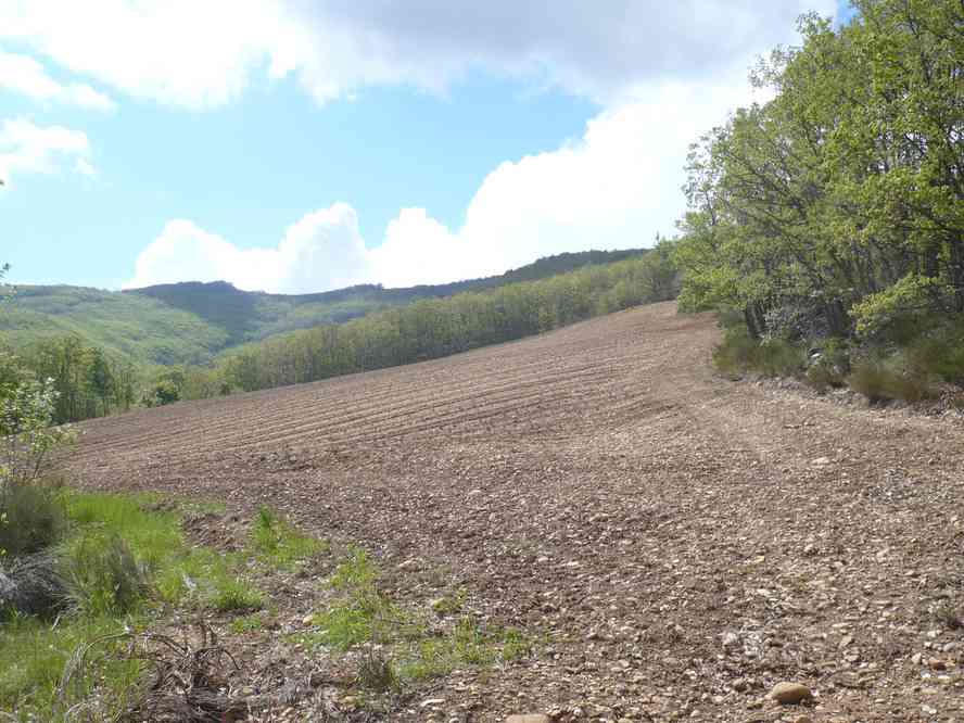 Pour la lavande il faudra repasser un peu plus tard. Le vendredi 14 mai 2010