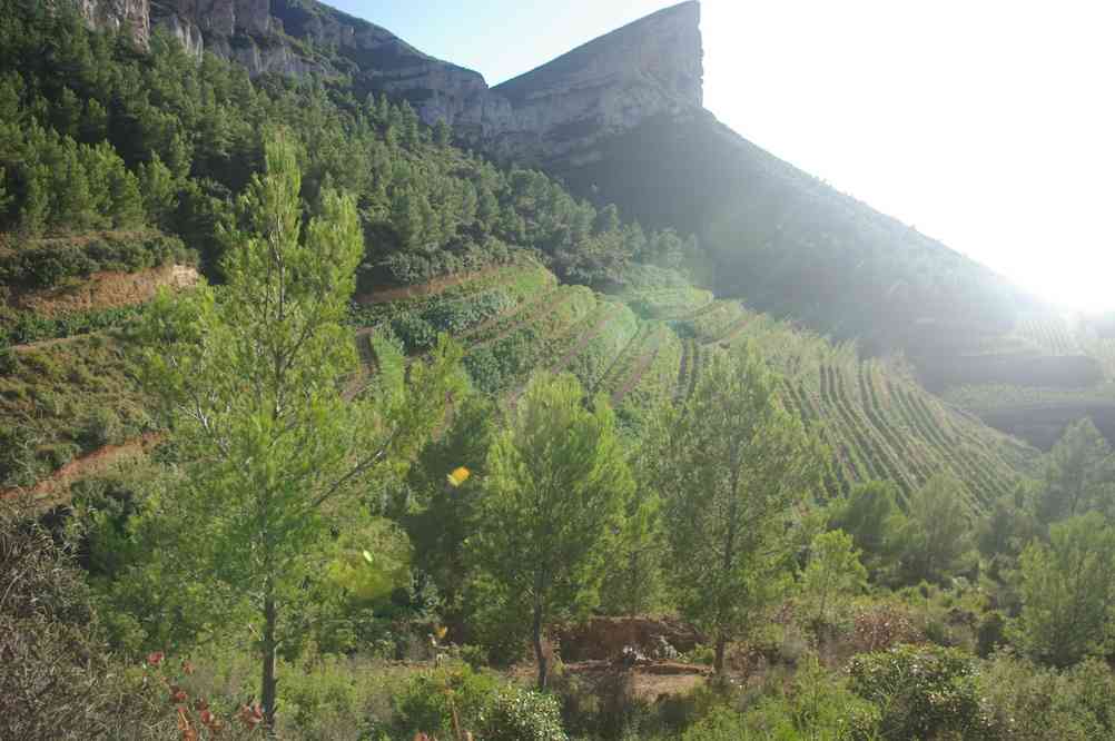 Petite montée pépère à travers les vignes. Le samedi 5 octobre 2013