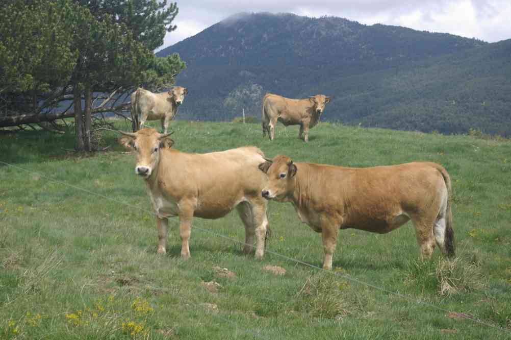 Scène champêtre. Le jeudi 29 mai 2014