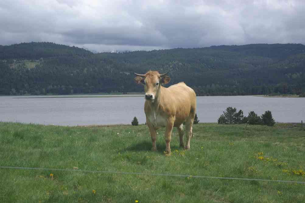 Scène champêtre. Le jeudi 29 mai 2014