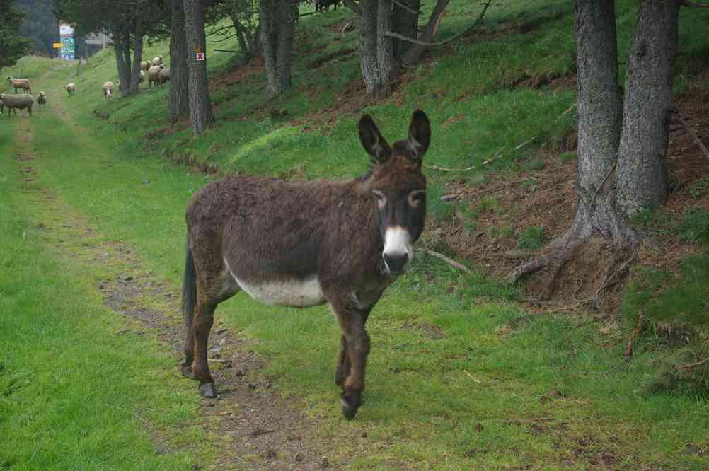 Scène champêtre. Le jeudi 29 mai 2014