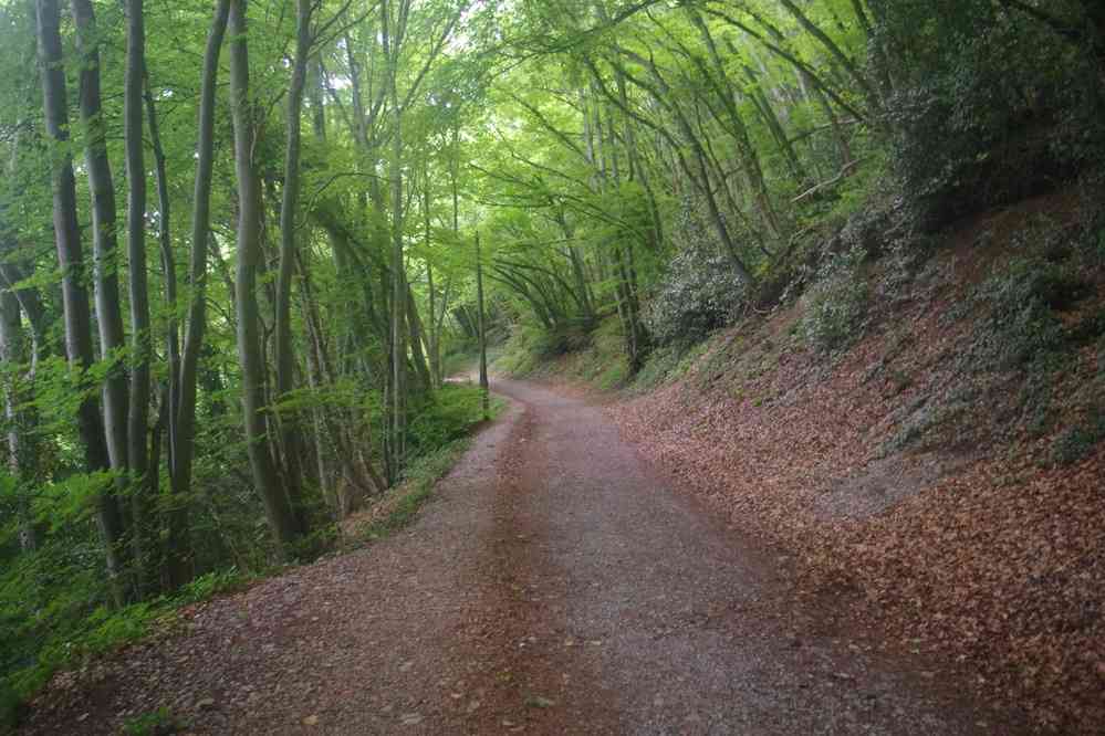 Remontée après le col de Vence. Heureusement qu’il ne prend pas un « a »... d’aucuns en auraient fait une jaunisse ! Le dimanche 1ᵉʳ juin 2025