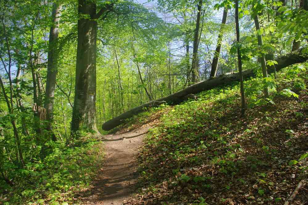 Forêt de Compiègne (les Beaux Monts). Le vendredi 20 avril 2018