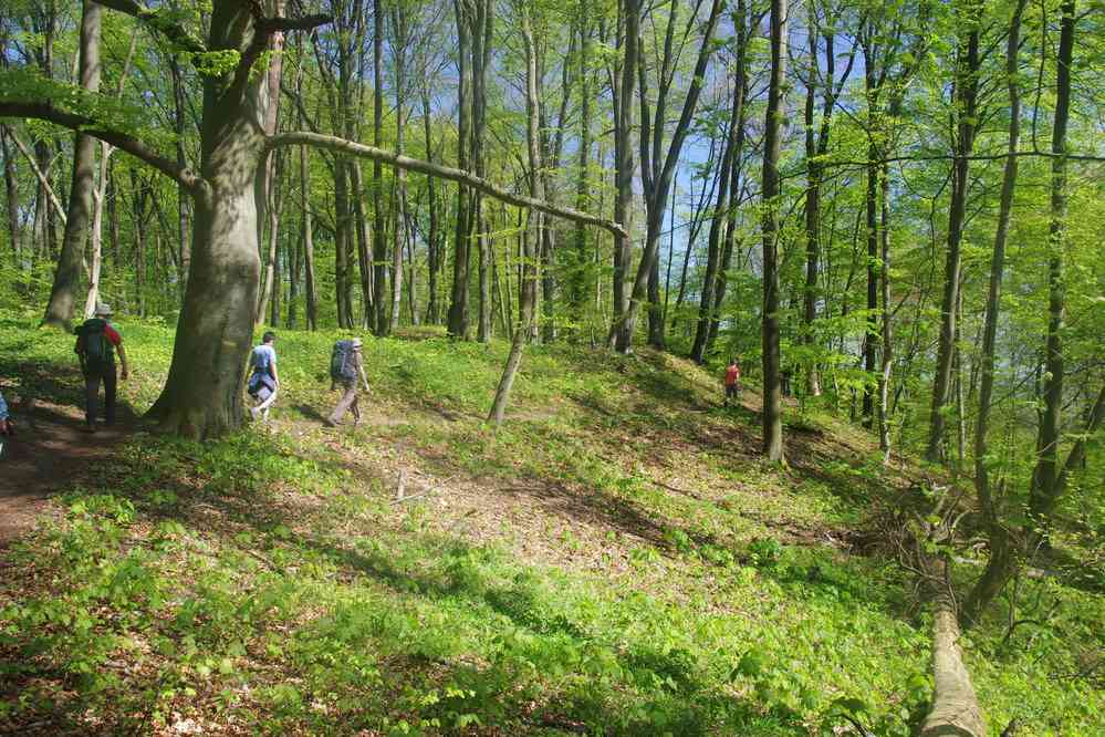 Forêt de Compiègne (les Beaux Monts). Le vendredi 20 avril 2018