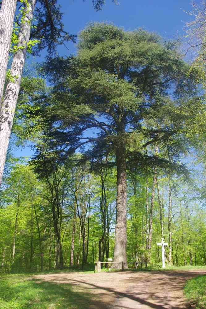 Forêt de Compiègne (cèdre du Carrefour du Liban). Le vendredi 20 avril 2018