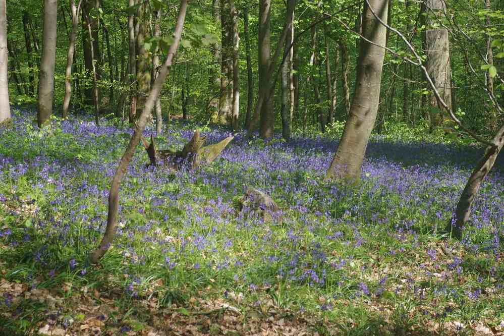 Forêt de Compiègne (parterre de jacinthes). Le vendredi 20 avril 2018