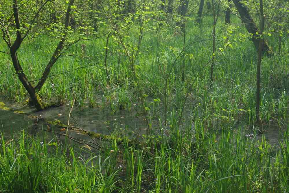 Ru de Berne. Le vendredi 20 avril 2018