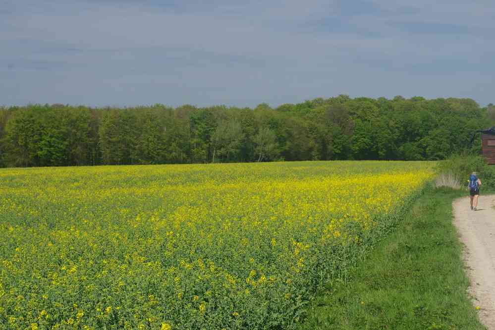 Le Gros Faux (en direction de la forêt). Le samedi 21 avril 2018