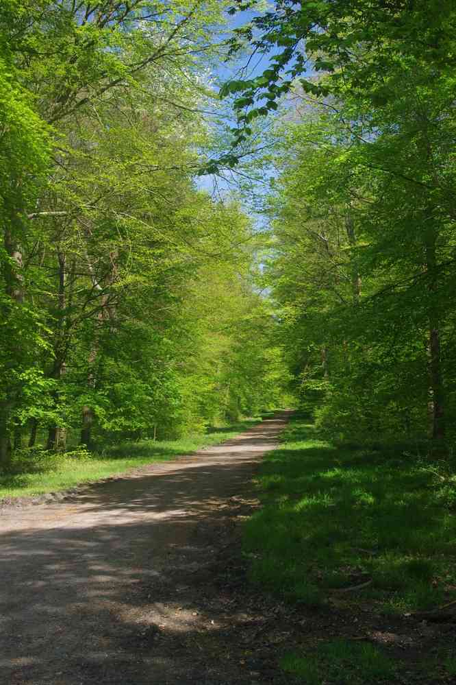 Forêt de Compiègne. Le samedi 21 avril 2018