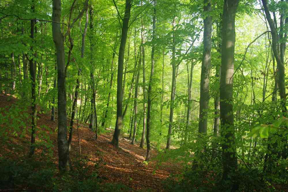 Forêt de Compiègne. Le dimanche 22 avril 2018
