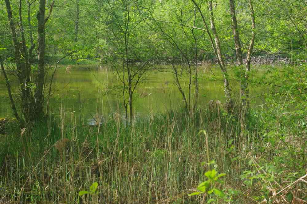 Étang de Sainte-Périne. Le dimanche 22 avril 2018