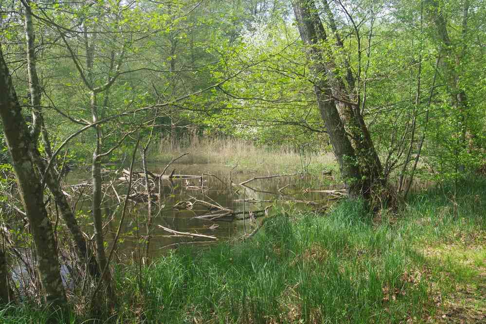 Étang de Sainte-Périne. Le dimanche 22 avril 2018