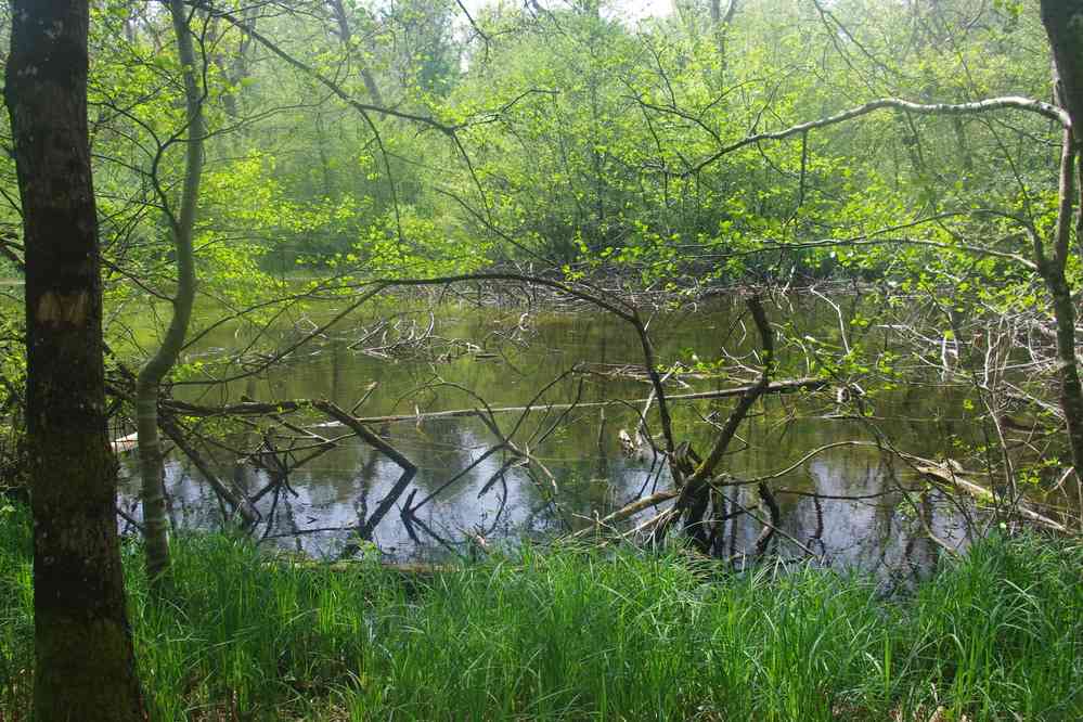 Étang de Sainte-Périne. Le dimanche 22 avril 2018