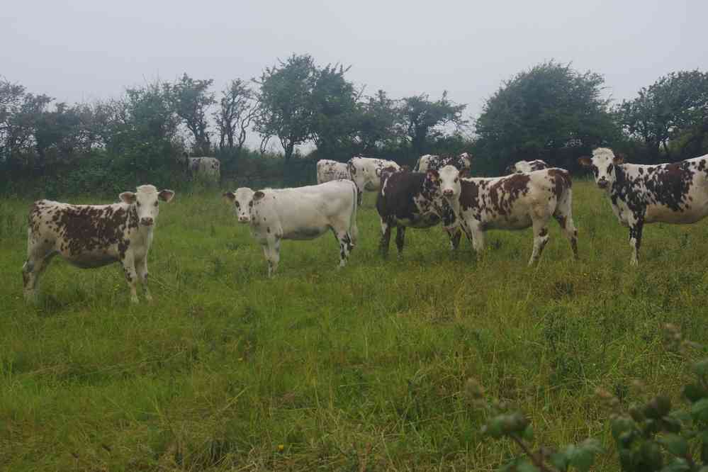 Près de Flamanville. Le jeudi 30 mai 2019