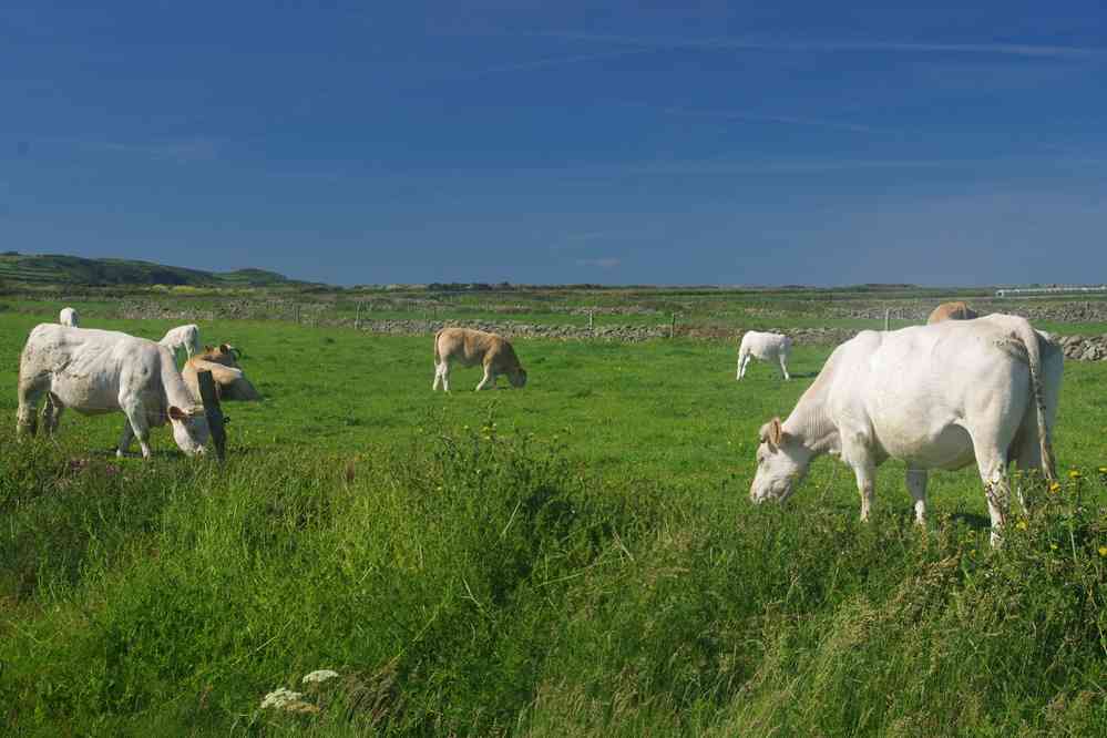 Vaches normandes. Le samedi 1ᵉʳ juin 2019