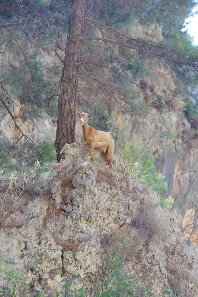 Chèvre domestique (à faire décompter par les fonctionnaires de l’UE...). Le jeudi 14 août 2014
