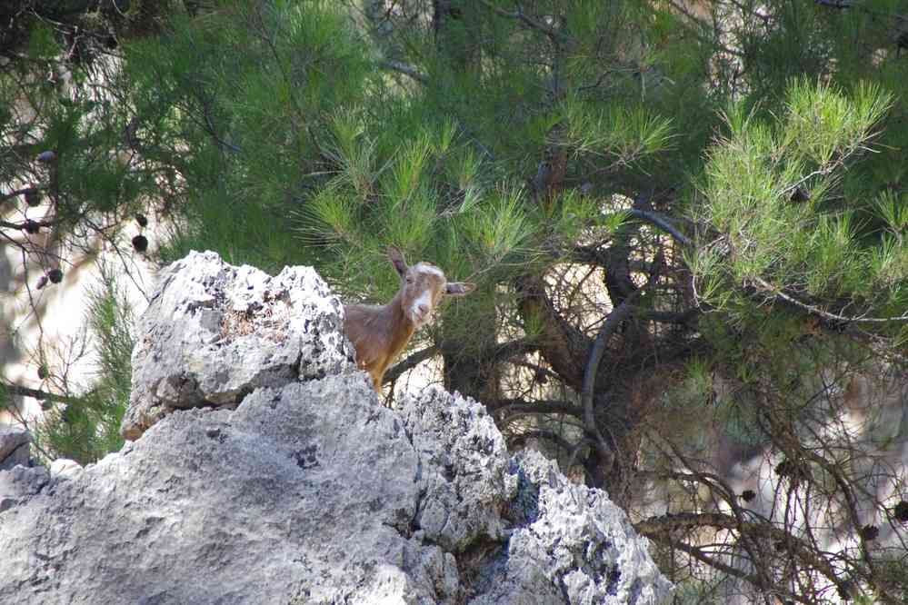 Chèvre domestique. Le jeudi 14 août 2014