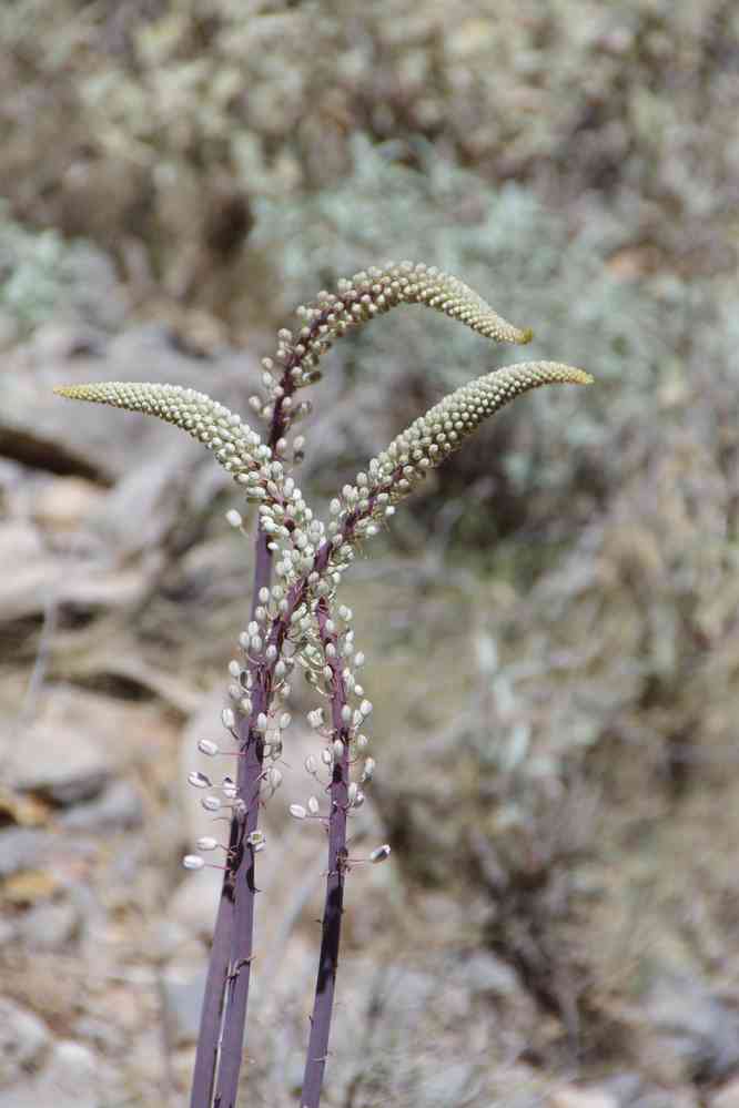 Une plante que nous a montrée Dimitri. Le jeudi 14 août 2014