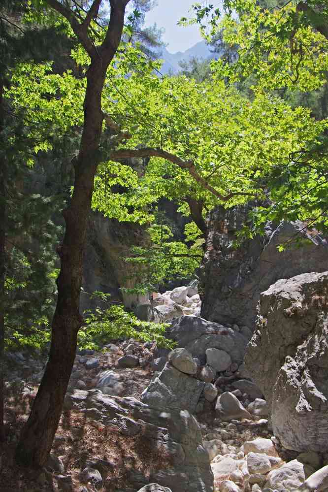 Gorges de Samaria (Φαράγγι Σαμαριάς). Le vendredi 15 août 2014