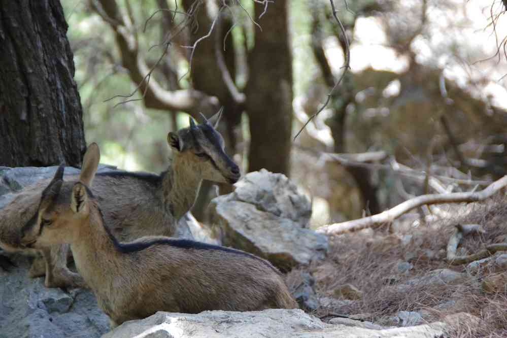 La chèvre « sauvage » des gorges de Samaria (Φαράγγι Σαμαριάς). Le vendredi 15 août 2014