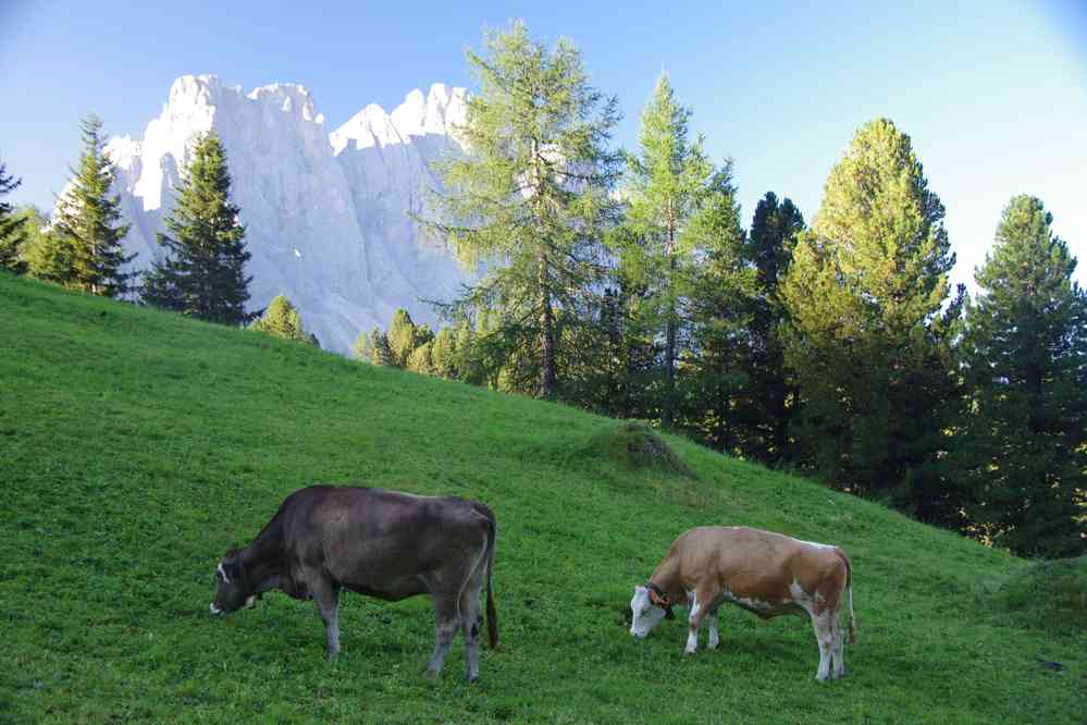 Le Geislergruppe au petit matin. Le lundi 31 août 2015