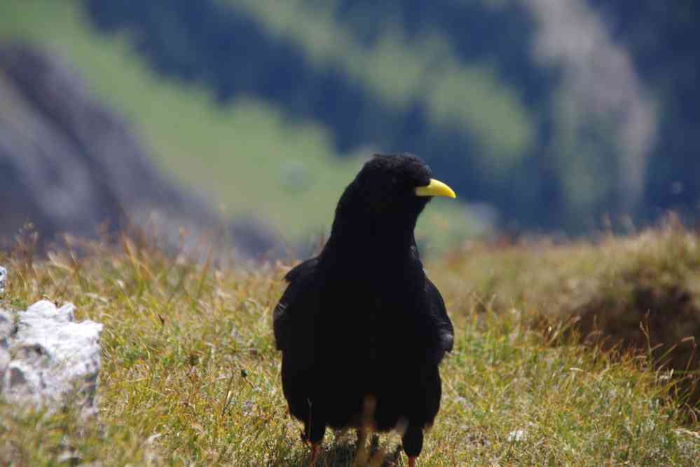 Chocard à bec jaune. Le lundi 31 août 2015