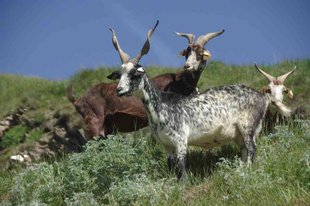 Chèvres. Le samedi 7 juin 2014