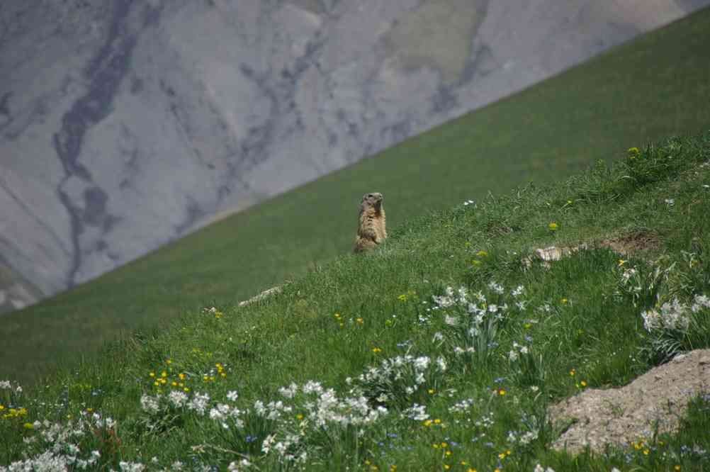 Marmotte. Le samedi 7 juin 2014