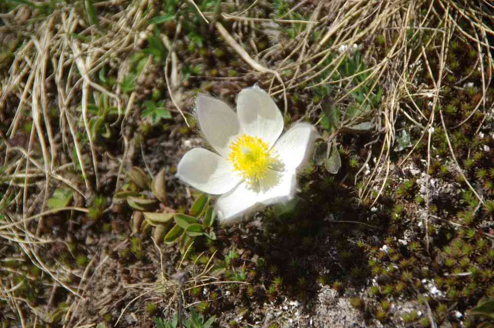 Petite fleur printannière. Le dimanche 8 juin 2014