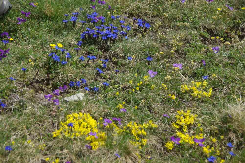 Le printemps sur le plateau d’Emparis. Le dimanche 8 juin 2014
