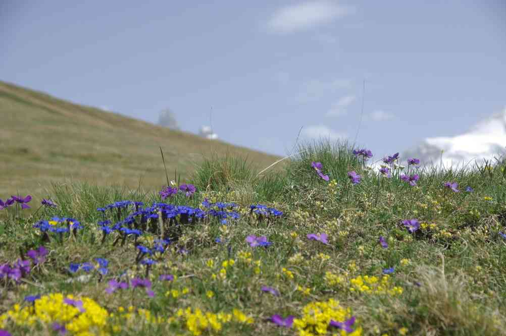 Le printemps sur le plateau d’Emparis. Le dimanche 8 juin 2014