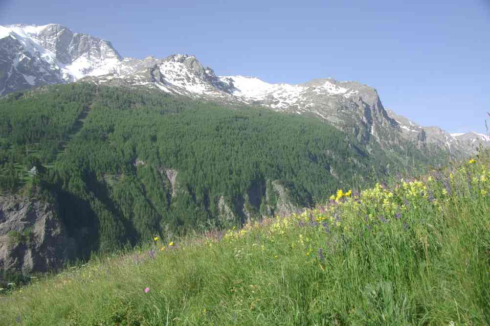 Dans les prés entre les Terrasses et la Grave. Le lundi 9 juin 2014
